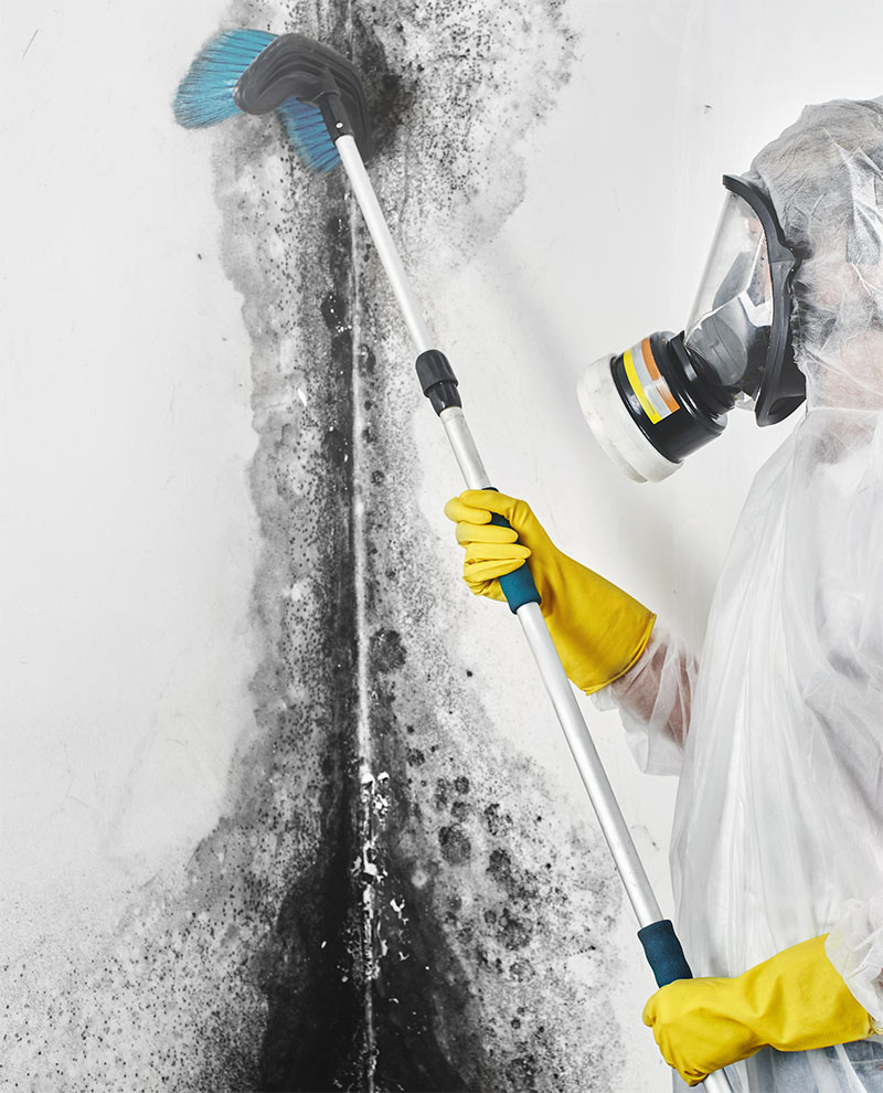 Mold Removal Virginia