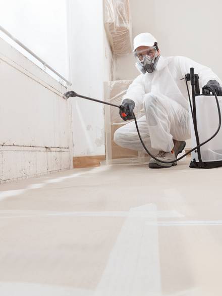 Mold-Remediation Mold-Remediation